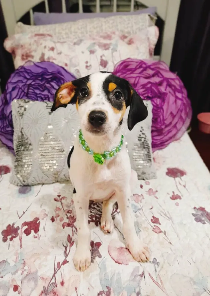 Cachorro ra a SRD-ViraLata idade 2 a 6 meses nome Filhotes 2 meses