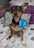 Filhotes 2 meses