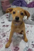 Filhotes 2 meses