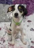 Filhotes 2 meses
