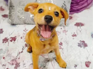 Cachorro raça SRD-ViraLata idade 2 a 6 meses nome Filhotes 2 meses