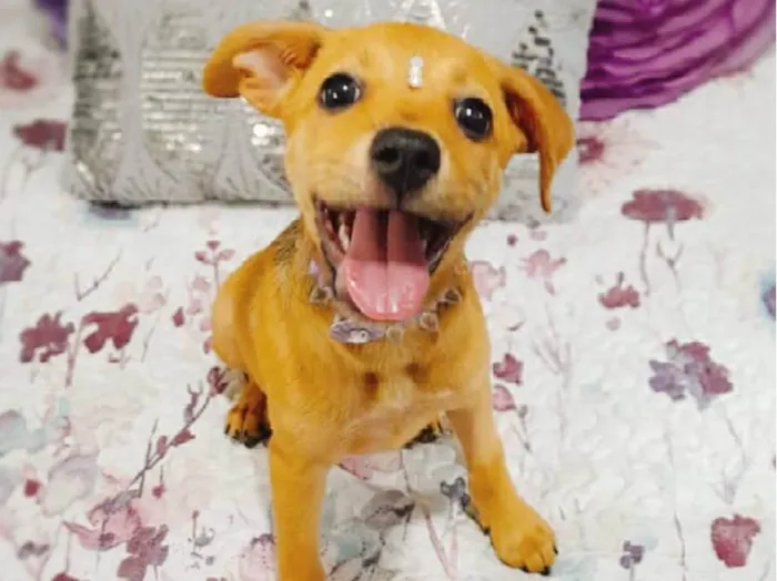 Cachorro ra a SRD-ViraLata idade 2 a 6 meses nome Filhotes 2 meses