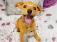 Filhotes 2 meses