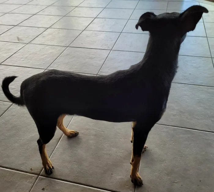 Cachorro ra a SRD-ViraLata idade 3 anos nome Zeca 