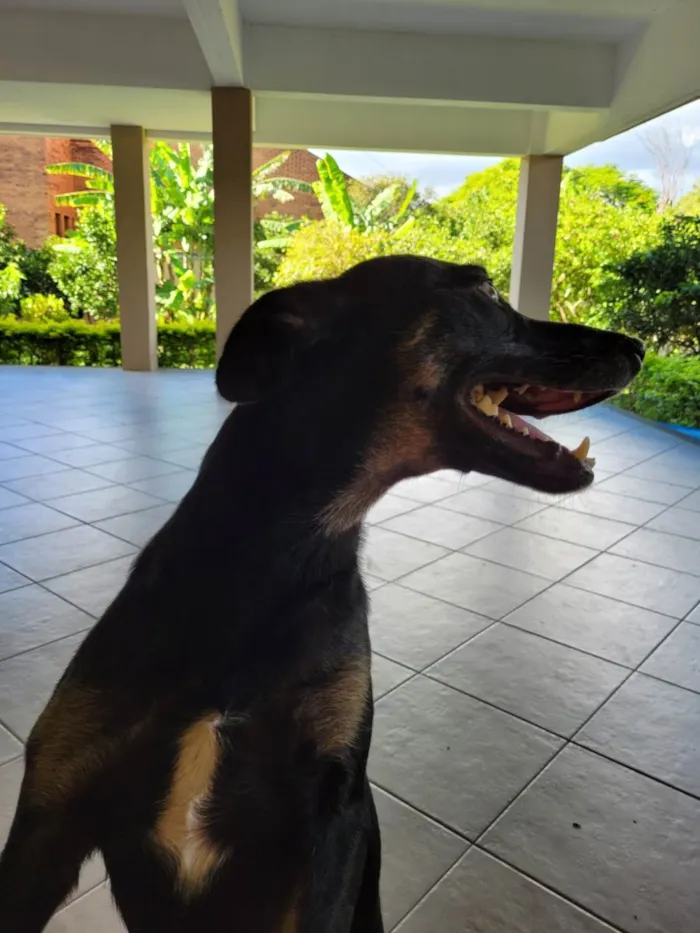 Cachorro ra a SRD-ViraLata idade 3 anos nome Zeca 