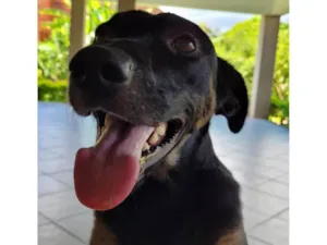 Cachorro raça SRD-ViraLata idade 3 anos nome Zeca 