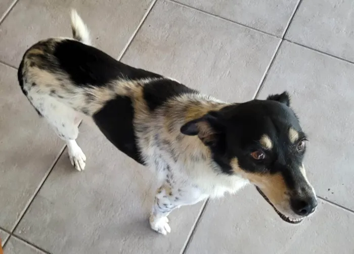 Cachorro ra a SRD-ViraLata idade 6 ou mais anos nome Gorda