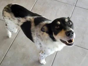 Cachorro raça SRD-ViraLata idade 6 ou mais anos nome Gorda