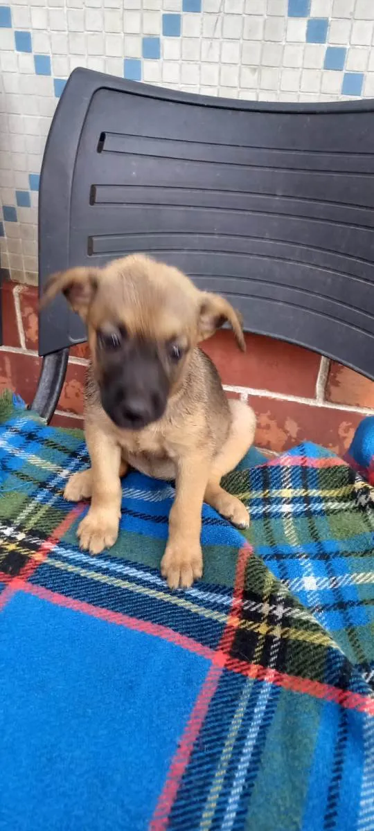 Cachorro ra a SRD-ViraLata idade Abaixo de 2 meses nome Lexa