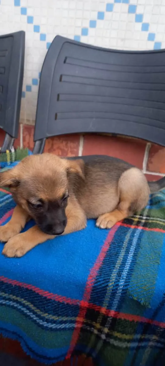 Cachorro ra a SRD-ViraLata idade Abaixo de 2 meses nome Lexa