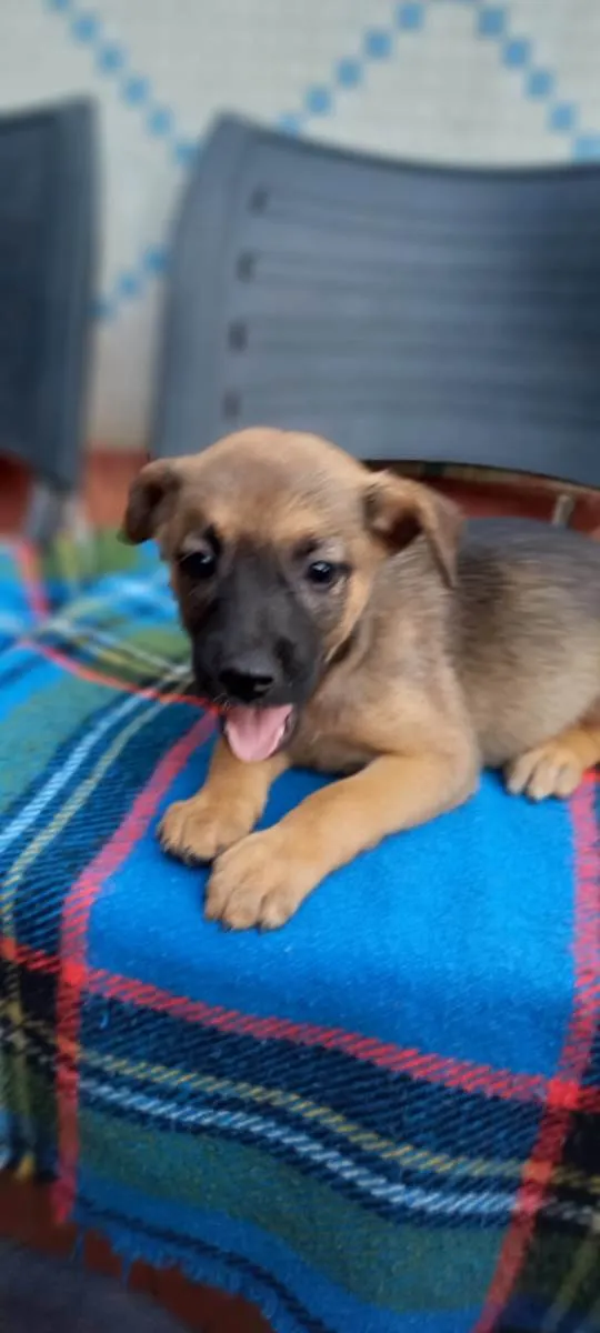 Cachorro ra a SRD-ViraLata idade Abaixo de 2 meses nome Lexa