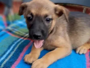 Cachorro raça SRD-ViraLata idade Abaixo de 2 meses nome Lexa