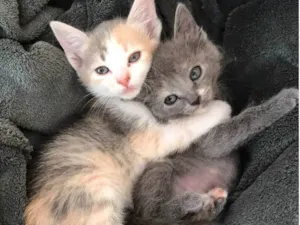 Gato raça SRD-ViraLata idade Abaixo de 2 meses nome Fofura em dose dupla!