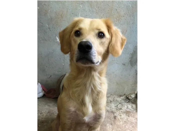 Cachorro raça Vira lata idade 2 anos nome Marley