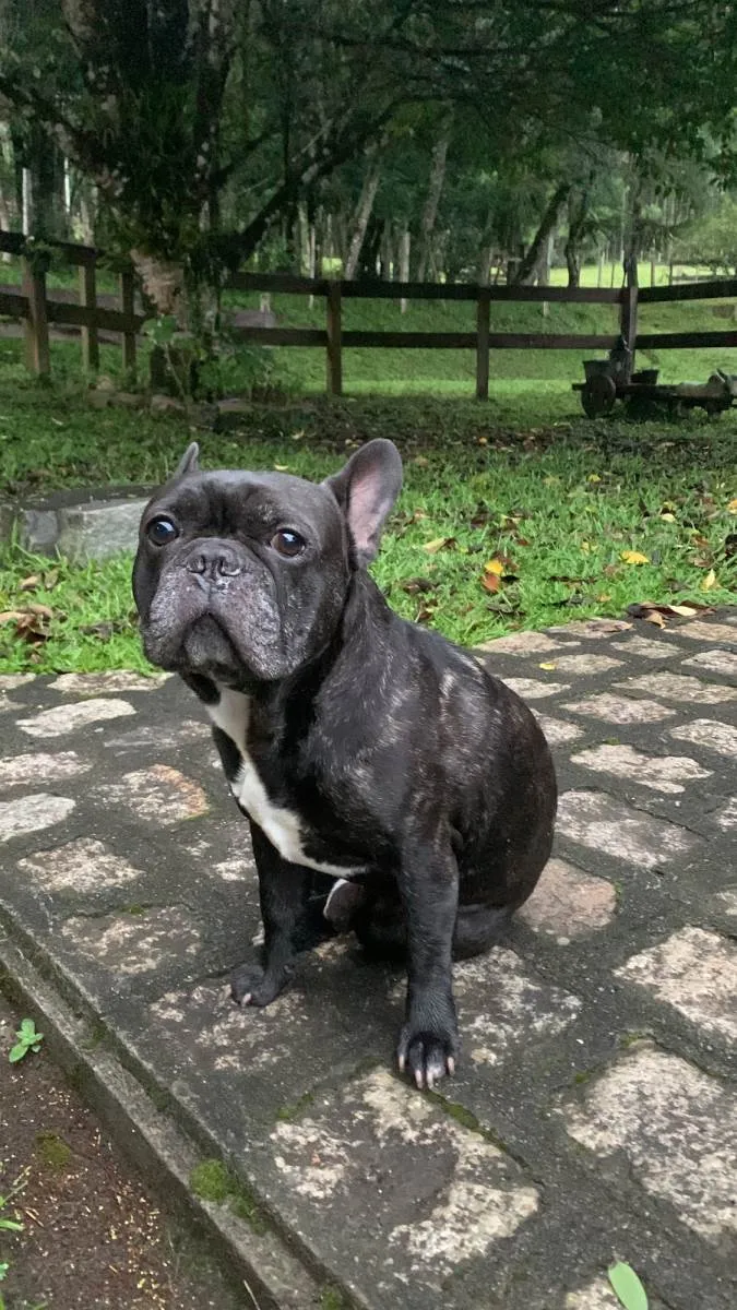Cachorro raça Bulldog frances  idade 6 ou mais anos nome Feijao