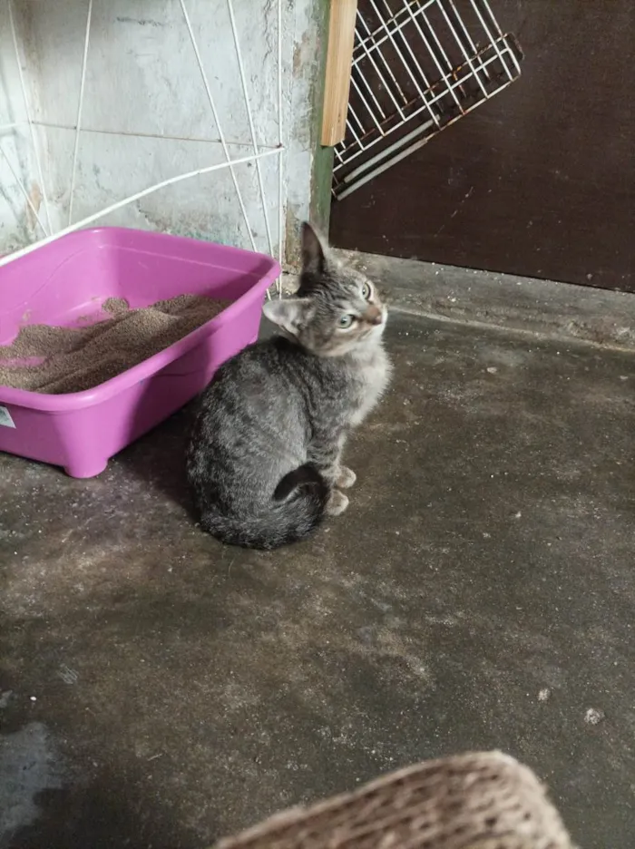 Gato raça Sem raça  idade 2 a 6 meses nome Fred