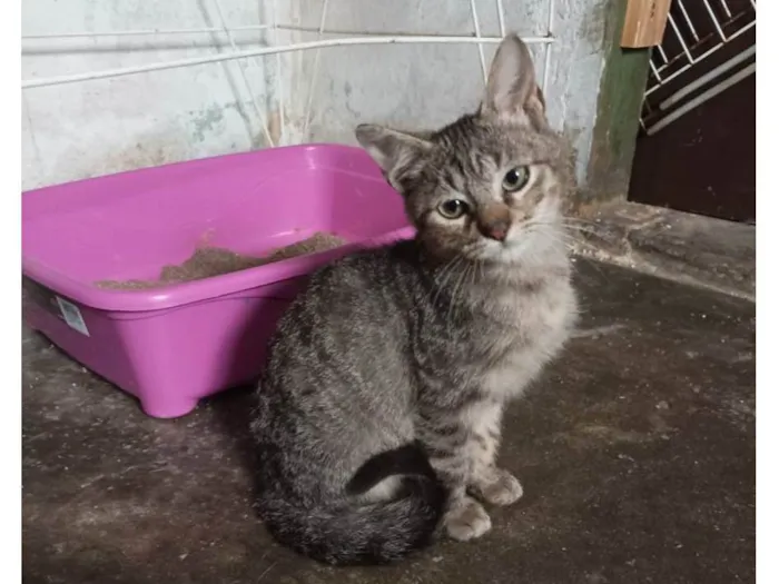 Gato raça Sem raça  idade 2 a 6 meses nome Fred
