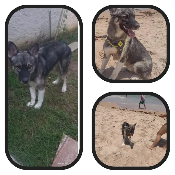 Cachorro raça Husky Siberiano idade 1 ano nome Max