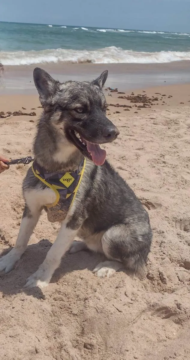 Cachorro raça Husky Siberiano idade 1 ano nome Max