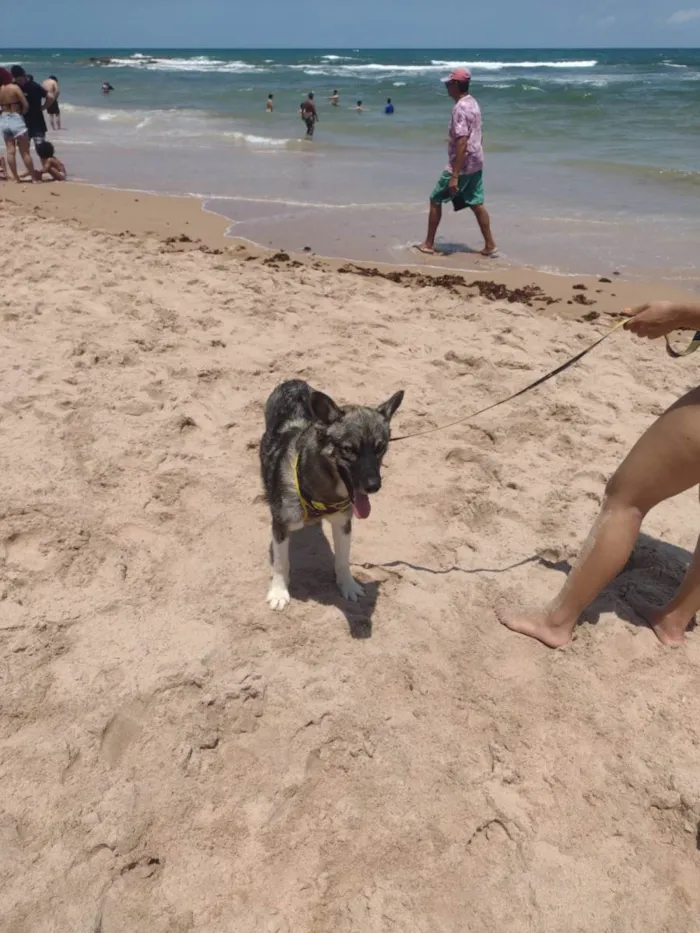 Cachorro raça Husky Siberiano idade 1 ano nome Max
