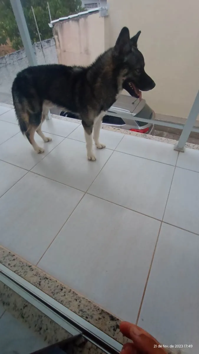 Cachorro raça Husky Siberiano idade 1 ano nome Max
