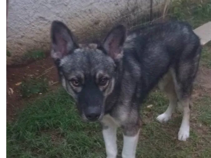 Cachorro raça Husky Siberiano idade 1 ano nome Max