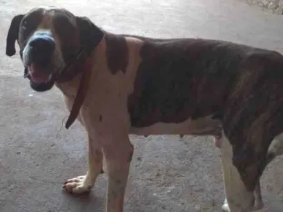 Cachorro raça Bulldog idade 7 a 11 meses nome Gigante