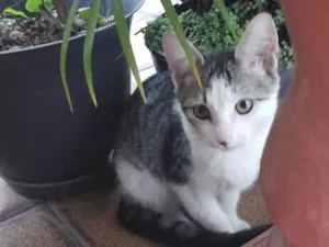 Gato raça  idade 2 a 6 meses nome Sem nome