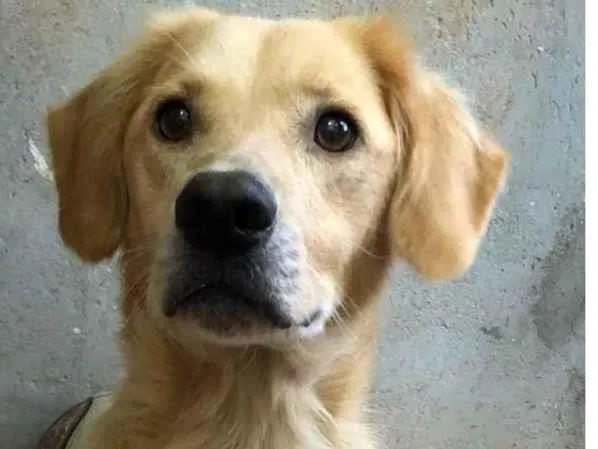 Cachorro raça Vira lata idade 2 anos nome Marley