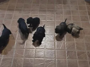 Cachorro raça Vira lata com york idade Abaixo de 2 meses nome Ainda não tem 