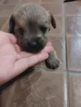 Cachorro raça Vira lata com york idade Abaixo de 2 meses nome Ainda não tem 