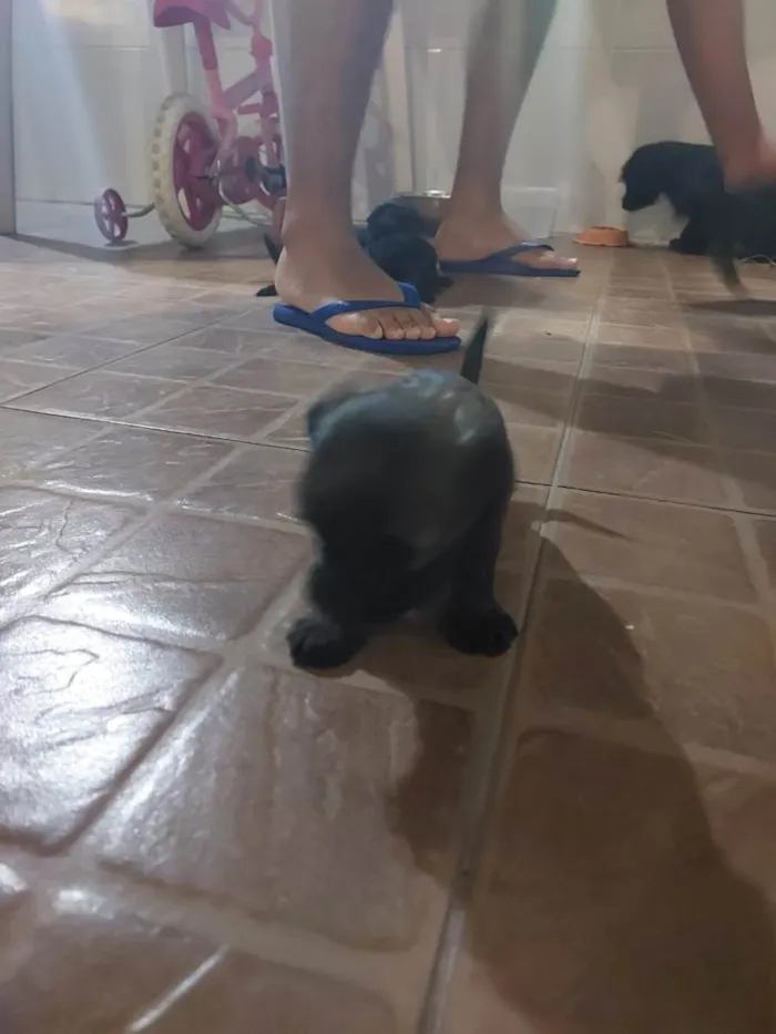 Cachorro raça Vira lata com york idade Abaixo de 2 meses nome Ainda não tem 