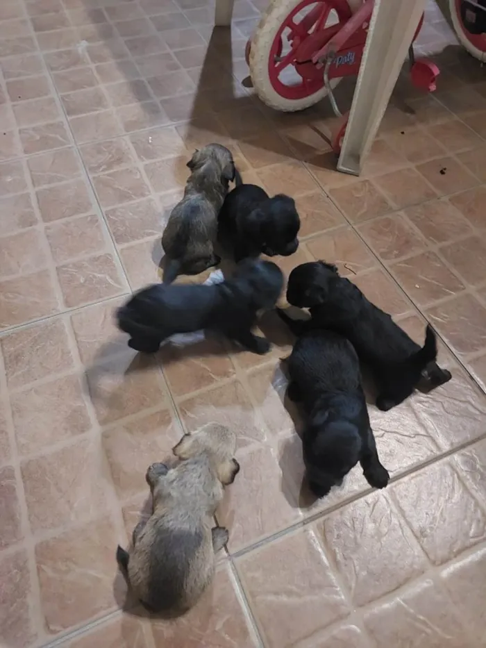 Cachorro raça Vira lata com york idade Abaixo de 2 meses nome Ainda não tem 