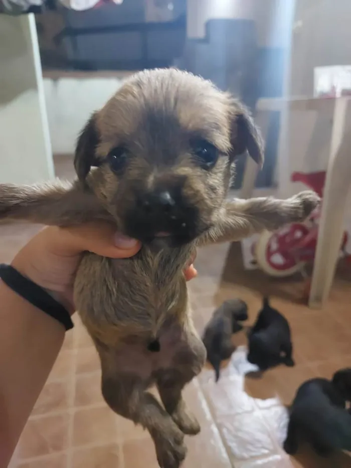 Cachorro raça Vira lata com york idade Abaixo de 2 meses nome Ainda não tem 