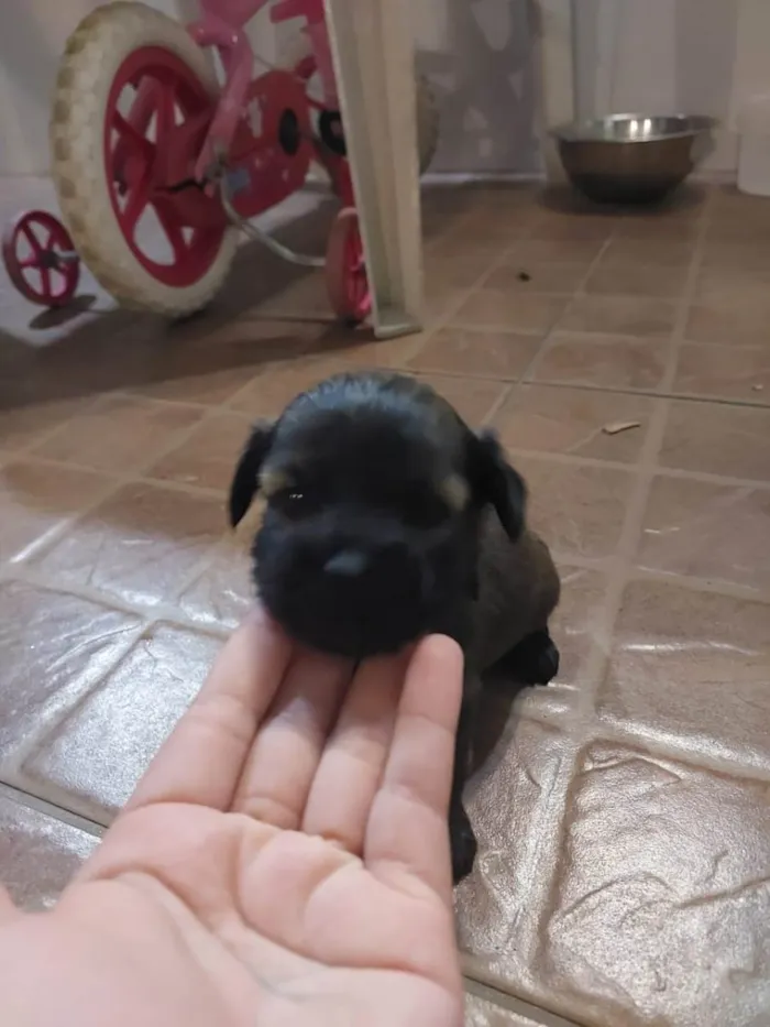 Cachorro raça Vira lata com york idade Abaixo de 2 meses nome Ainda não tem 