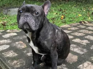 Cachorro raça Bulldog frances  idade 6 ou mais anos nome Feijao