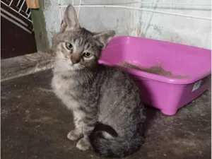 Gato raça Sem raça  idade 2 a 6 meses nome Fred