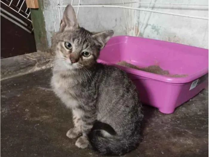 Gato raça Sem raça  idade 2 a 6 meses nome Fred