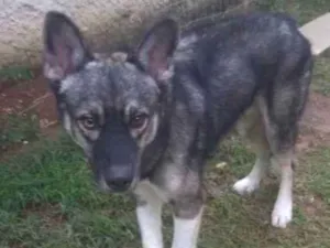 Cachorro raça Husky Siberiano idade 1 ano nome Max