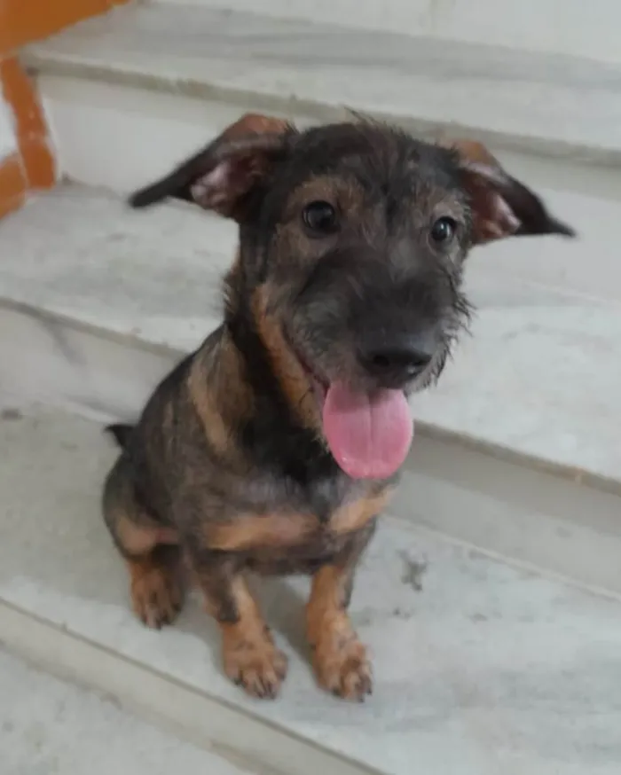 Cachorro ra a Srd idade 2 a 6 meses nome Ludy