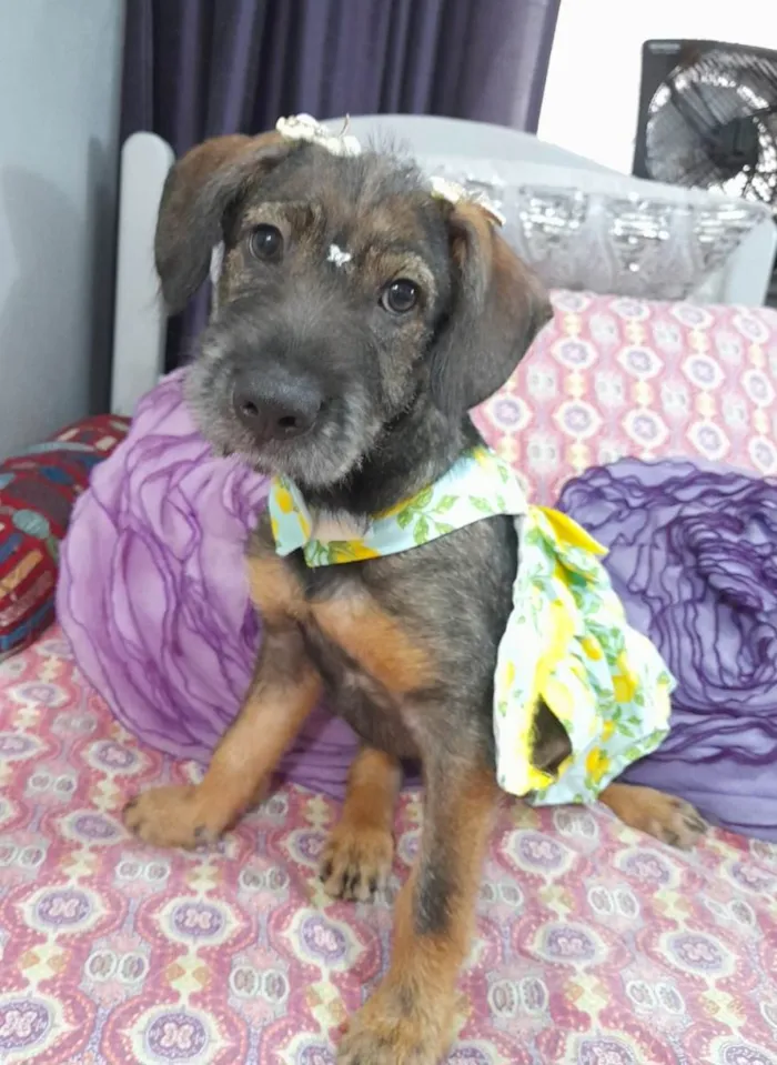 Cachorro ra a Srd idade 2 a 6 meses nome Ludy
