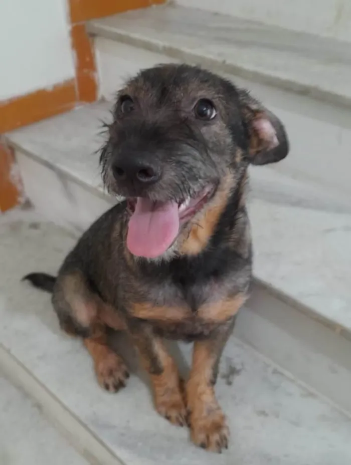 Cachorro ra a Srd idade 2 a 6 meses nome Ludy
