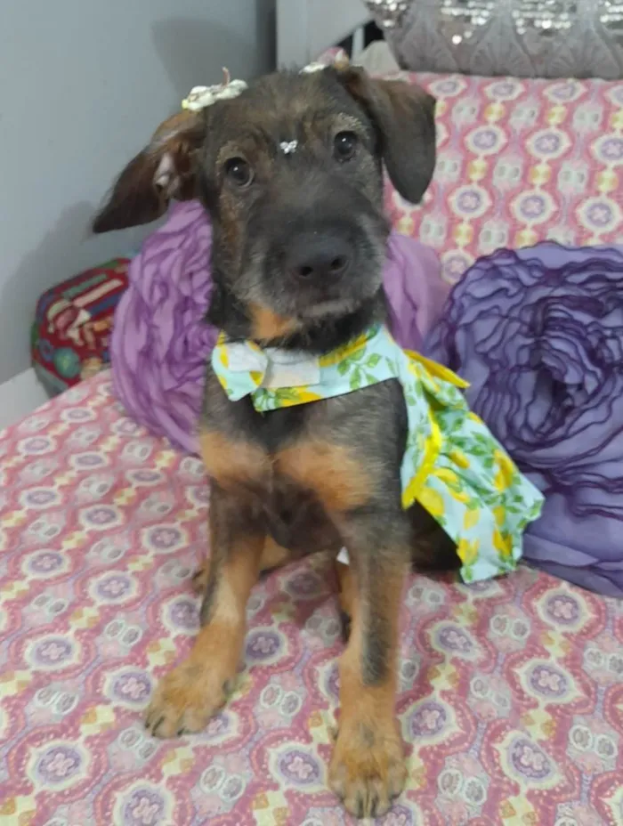 Cachorro ra a Srd idade 2 a 6 meses nome Ludy