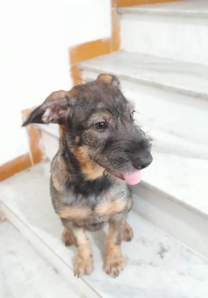 Cachorro ra a Srd idade 2 a 6 meses nome Ludy