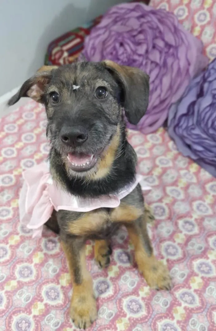 Cachorro ra a Srd idade 2 a 6 meses nome Ludy