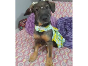 Cachorro raça Srd idade 2 a 6 meses nome Ludy