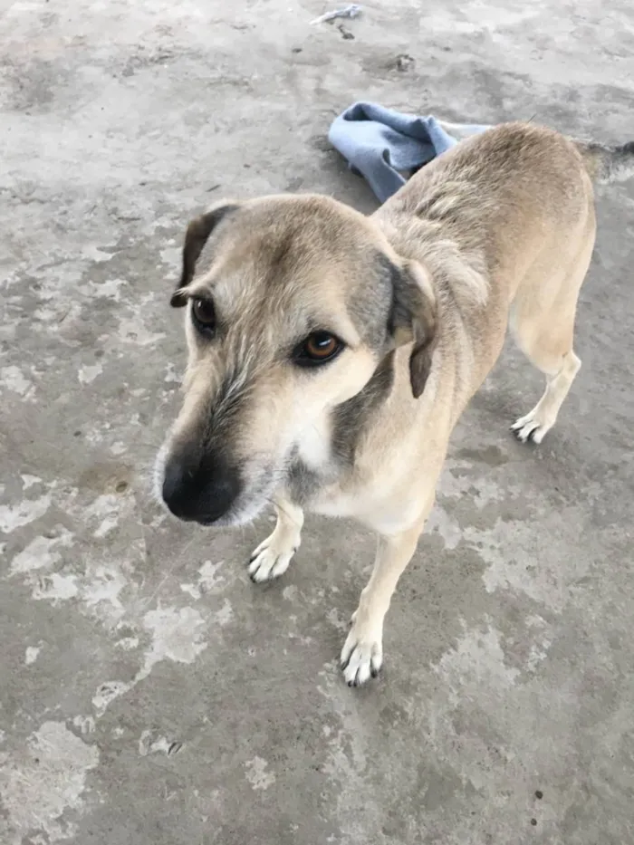 Cachorro ra a SRD-ViraLata idade 6 ou mais anos nome Nina 