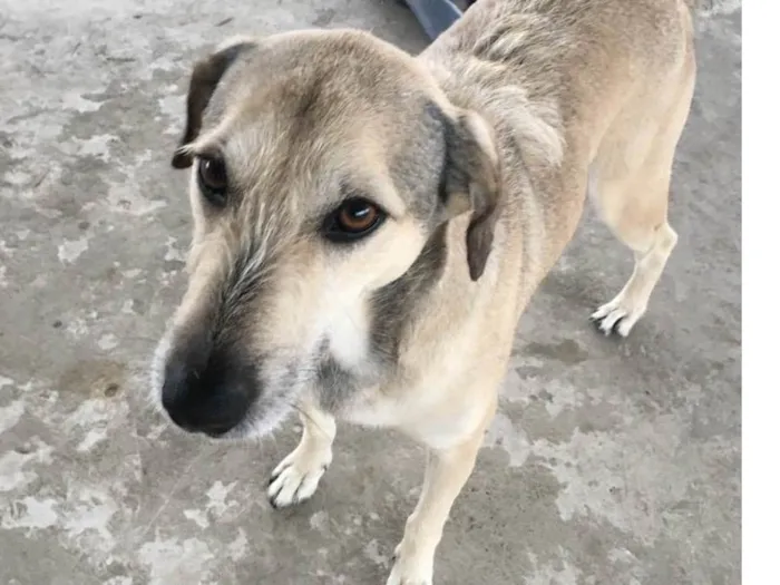 Cachorro ra a SRD-ViraLata idade 6 ou mais anos nome Nina 