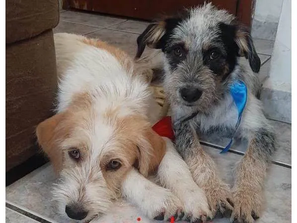 Cachorro raça  Belissimos idade 7 a 11 meses nome  Tuco & Teco