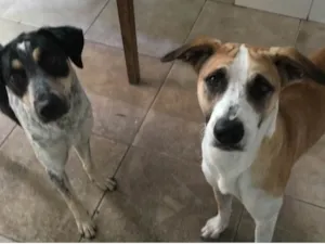 Cachorro raça SRD-ViraLata idade 1 ano nome Nina Priscila e Nina Maria